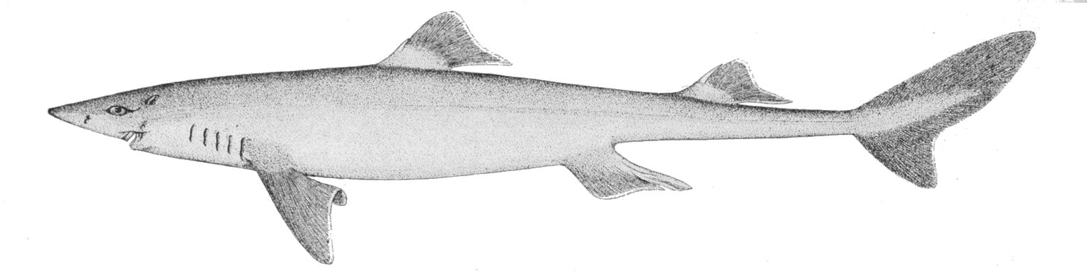 Dogfish shark wallpaper