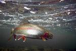 Dolly Varden trout in water