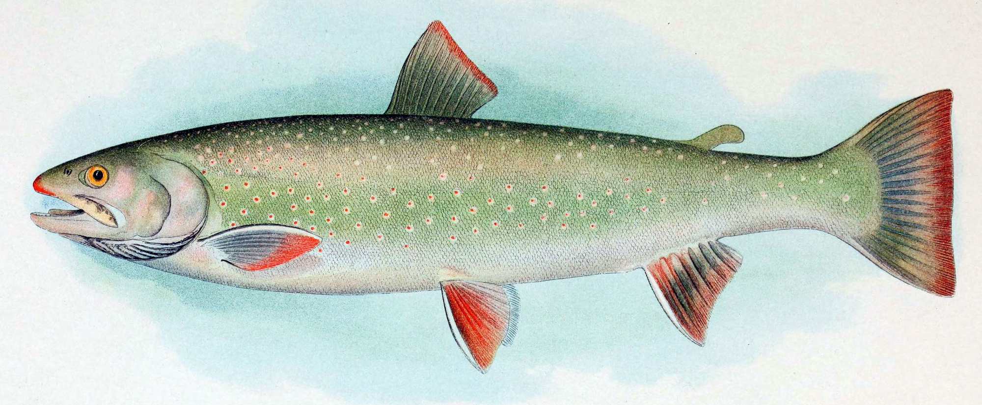 Dolly Varden trout wallpaper