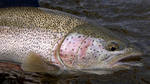 Dolly Varden trout