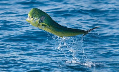 Рыба Дорадо фото