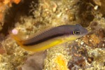 Dottyback on the rocks