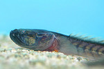 Dragon goby on the rocks