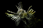 Dragonfish in the dark depths