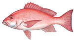 Drawing Red snapper