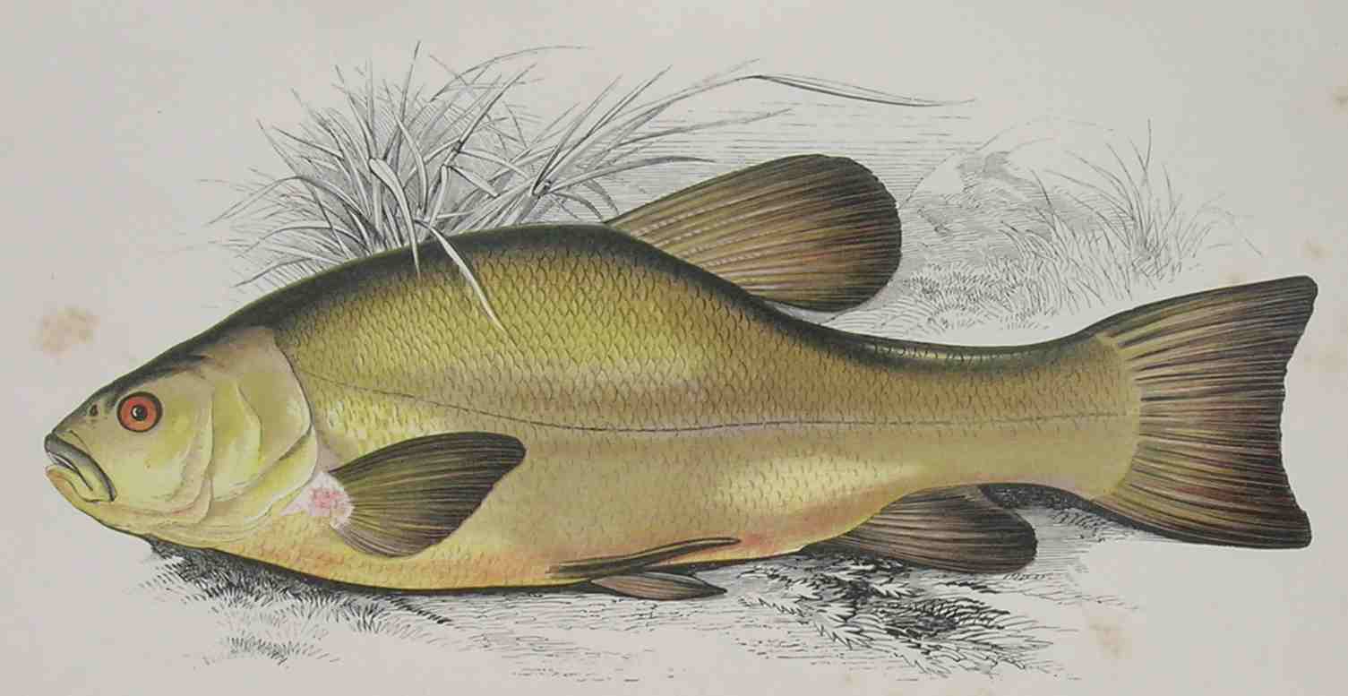 Линь рыба рисунок