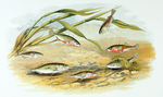 Drawing Threespine sticklebacks 