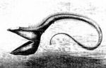 Drawing whiptail gulper