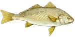 Drawing White croaker