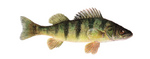 Drawing Yellow perch