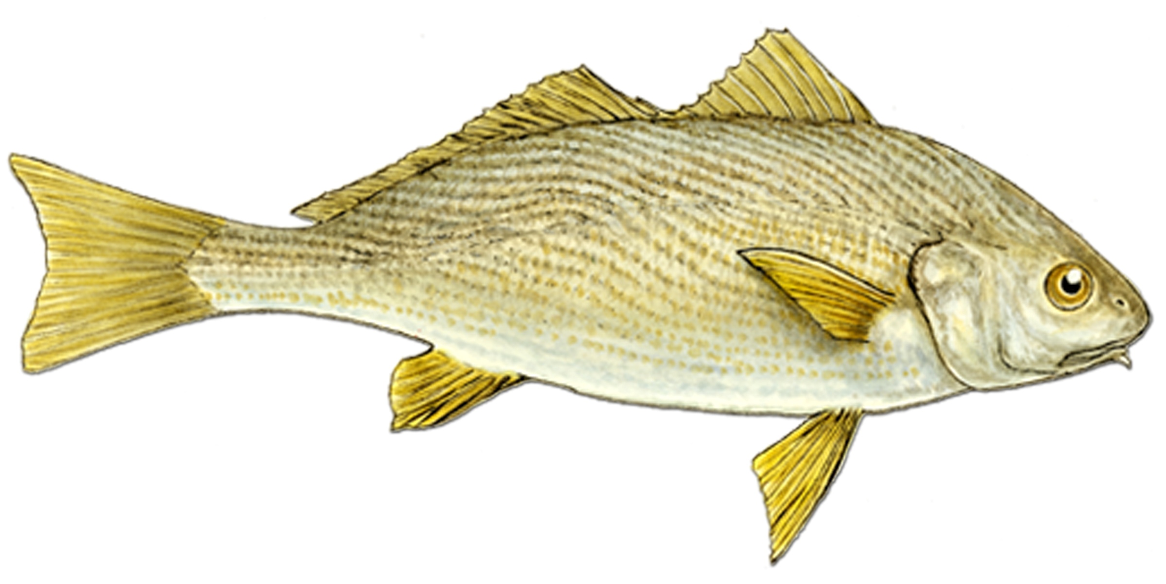Drawing Yellowfin croaker wallpaper