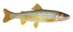 Drawing Yellowfin cutthroat trout 