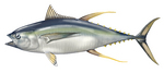 Drawing Yellowfin tuna