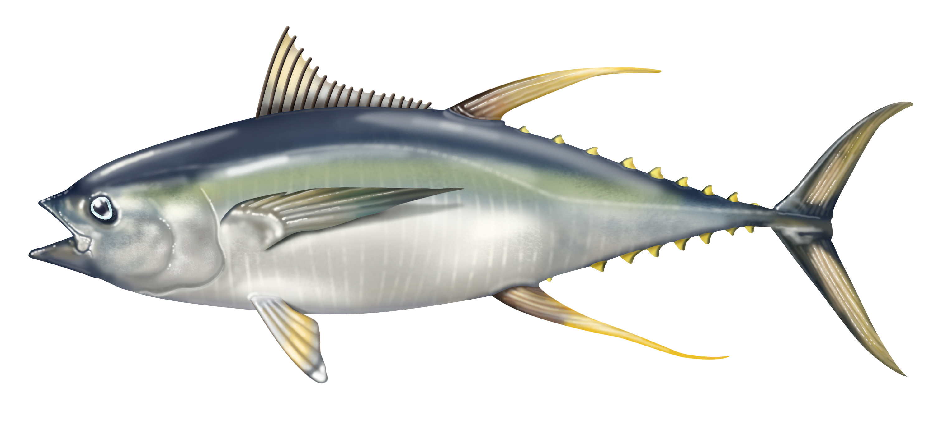 Нарисованный Желтоперый тунец фото