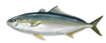 Drawing Yellowtail amberjack