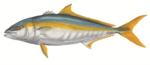 Drawing Yellowtail 