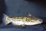 Driftwood catfish 