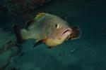Dusky grouper swims