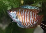 Dwarf gourami on thу glass