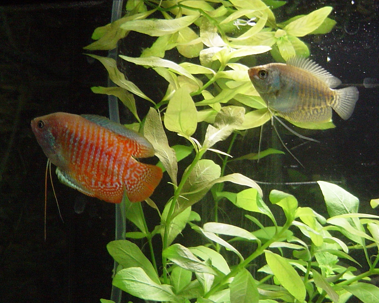 Dwarf gourami wallpaper