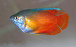 Dwarf gourami swims