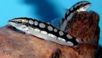 Dwarf loach in rocks