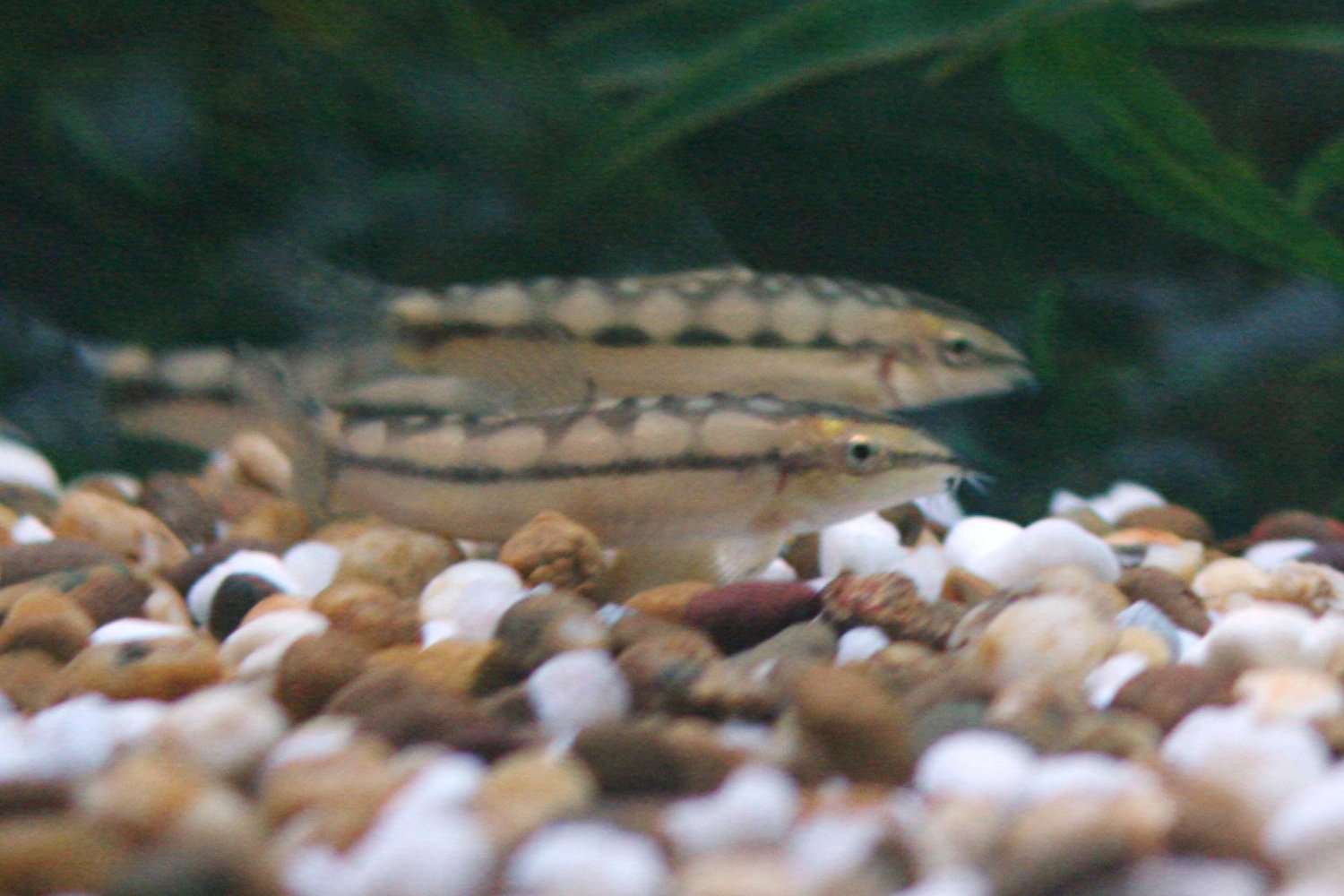 Dwarf loach wallpaper