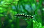 Dwarf loach