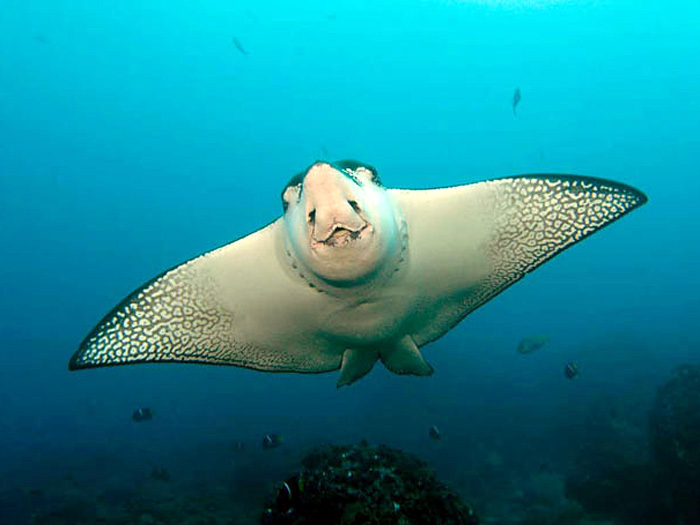 Eagle ray front view wallpaper