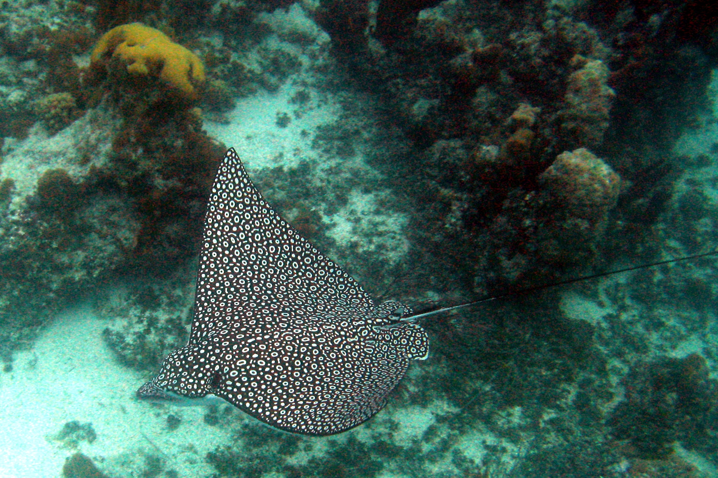 Eagle ray wallpaper