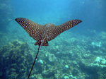 Eagle ray swiming