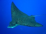 Eagle ray under water