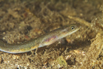 Earthworm eel 