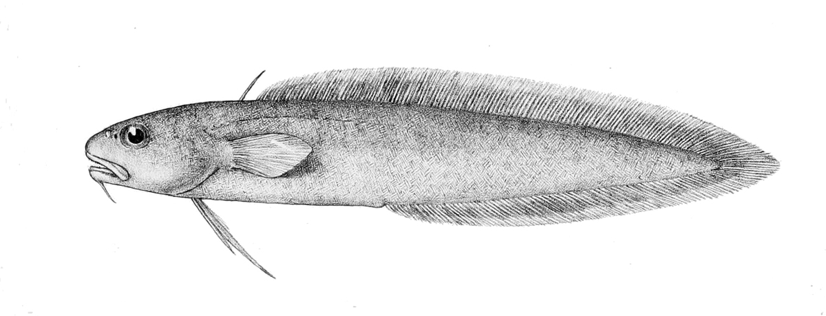 Eel cod wallpaper