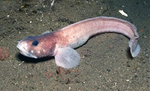 Eelpout