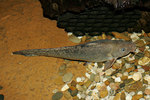 Eeltail catfish