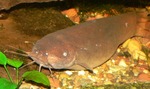 Electric catfish on the bottom