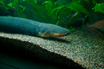 Electric eel in aquarium