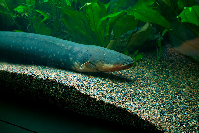 Electric eel in aquarium wallpaper