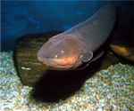 Electric eel swims