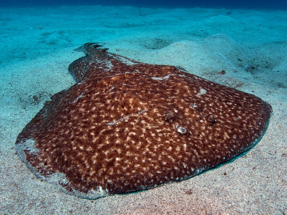 Electric ray wallpaper