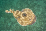 Electric ray swims