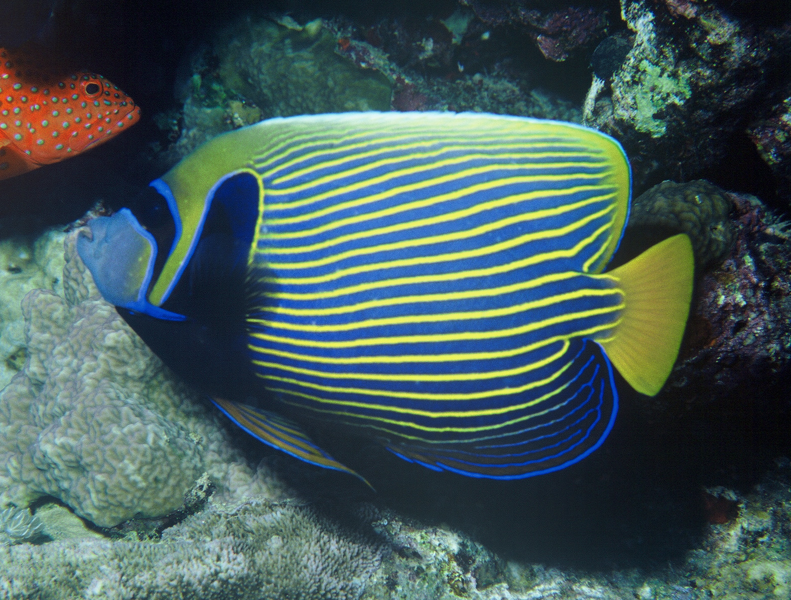 Emperor angelfish wallpaper