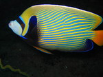 Emperor angelfish swims