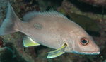 Emperor bream swimming in ocean