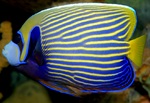 Emperor angelfish