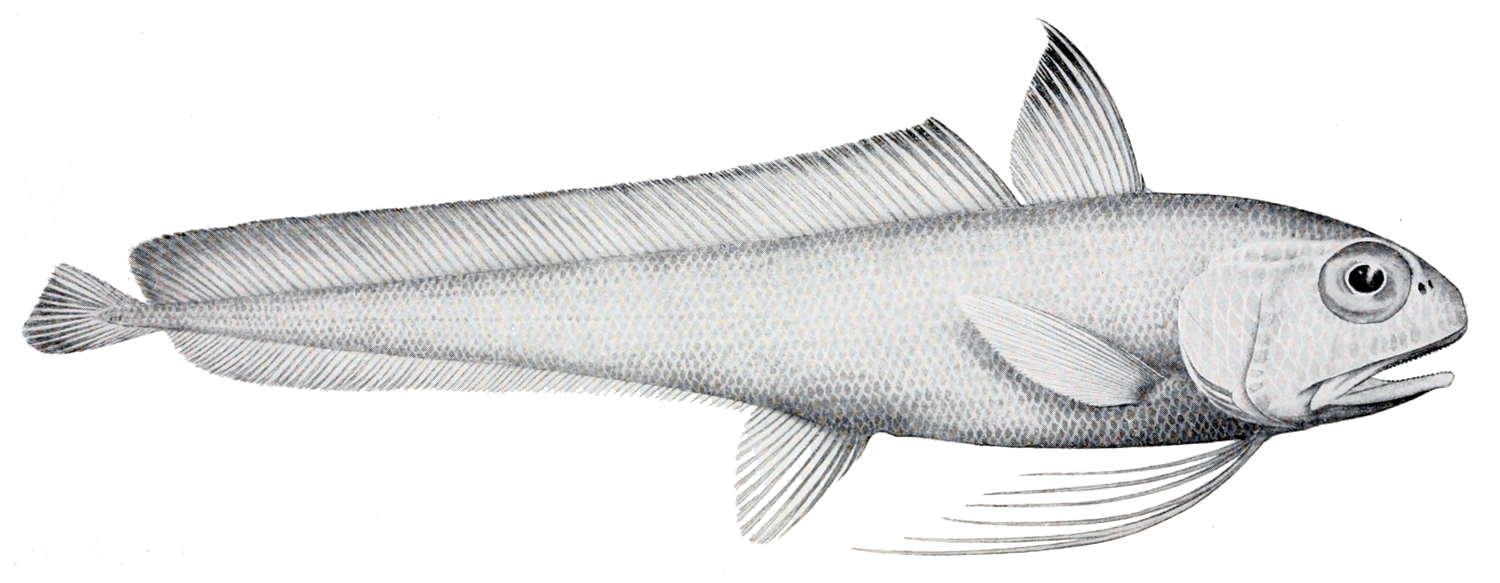 Eucla cod wallpaper