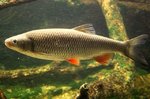 European chub in channel