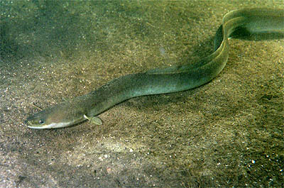 European eel wallpaper