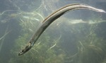 European eel swims